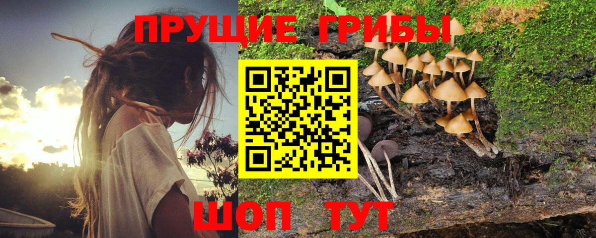 Сарапул  Галлюциногенные грибы Cubensis  Вход с VPN 